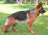 dog image background