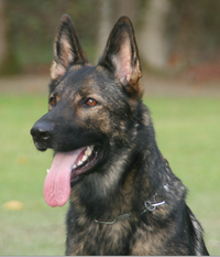 Nanu von der Wolfskralle Nanu von der Wolfskralle