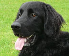 Balou vom Kilianstein Balou vom Kilianstein