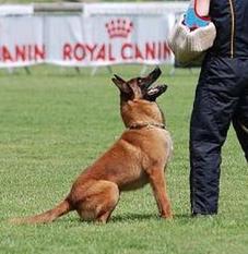 Vip des Loups Mutins Vip des Loups Mutins