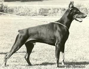 Amor van Rensloo Amor van Rensloo