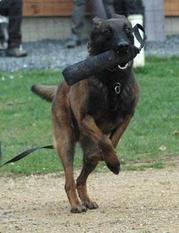 Filou du Pays Dogons Filou du Pays Dogons