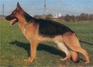 Zigo von der Wienerau Zigo von der Wienerau