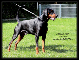 Gulliver von den Böllenruthen Gulliver von den Böllenruthen