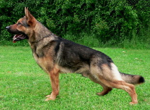 Zico von der kleinen Birke Zico von der kleinen Birke