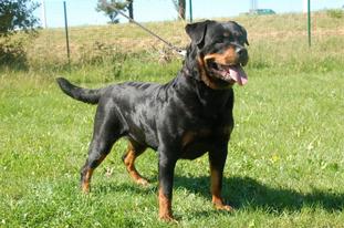 Cora von St.Niclas Cora von St.Niclas