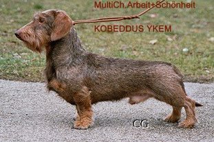 Kobeddus Ykem Kobeddus Ykem