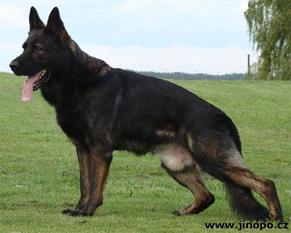 Ox z Jirkova dvora CS Ox z Jirkova dvora CS