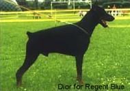 Dior for Regent Blue Dior for Regent Blue
