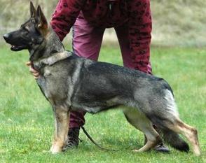 Nikita von der Schiffslache Nikita von der Schiffslache