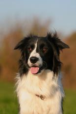 Agility Joy Hadiya Joy Agility Joy Hadiya Joy
