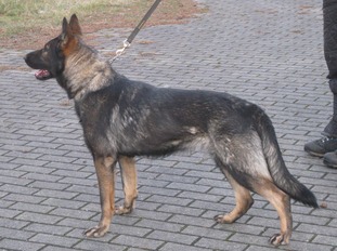 Akfa Rendzer Bestia Akfa Rendzer Bestia