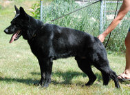 H'doc vom Rex Lupus