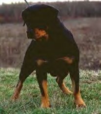 Rott-Berger Jaffa Rott-Berger Jaffa