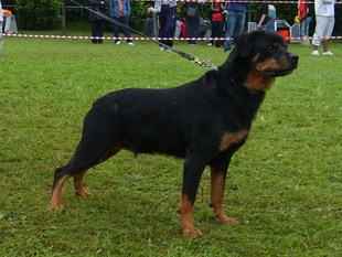 Annie(LOI/99/200036) Annie(LOI/99/200036)