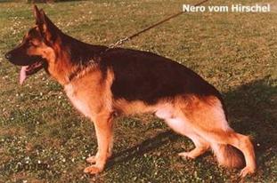 Nero vom Hirschel Nero vom Hirschel