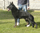 Dix z Perstatskeho mlyna