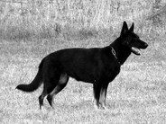 dog image background
