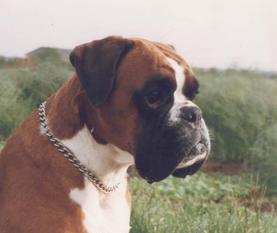 Carlo von St. Barbara Carlo von St. Barbara