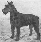 dog image background