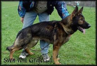 Sven vom Gräfental Sven vom Gräfental