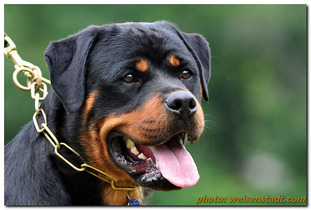Yolanda vom Wilden Westen Yolanda vom Wilden Westen