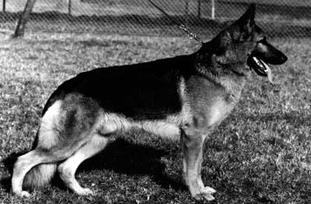 Norbo von der Sturmwolke Norbo von der Sturmwolke