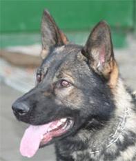 Hero aus Crikvenica Hero aus Crikvenica