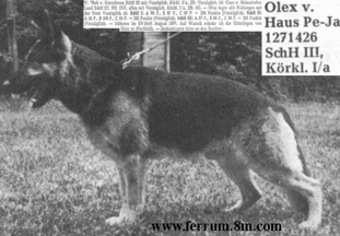 Olex vom Haus Pe-Ja Olex vom Haus Pe-Ja