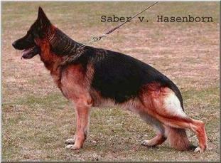 Saber vom Hasenborn Saber vom Hasenborn