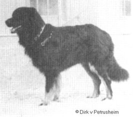 Dirk vom Petrusheim Dirk vom Petrusheim