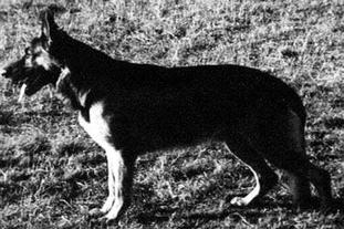 Axel von der Deininghauserheide Axel von der Deininghauserheide