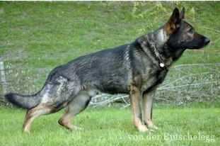 Urbo von der Bütschelegg Urbo von der Bütschelegg