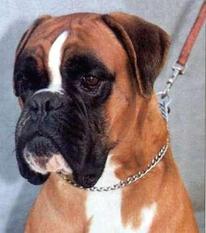 Kondor von Santana Kondor von Santana