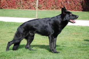 Heronimo vom Haus TTH Heronimo vom Haus TTH