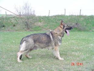 Stella Cevaro Stella Cevaro