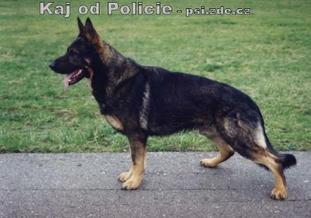 Kaj od Policie CS Kaj od Policie CS