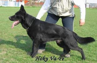 Hoky Va-Pe Hoky Va-Pe