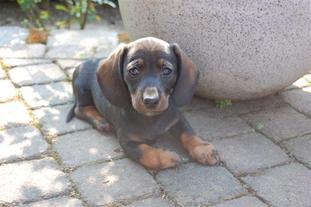 Duke vom Elbinger Grund Duke vom Elbinger Grund