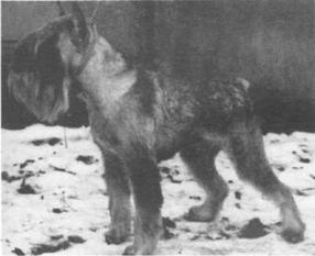 Arko von der Goliathhöhe Arko von der Goliathhöhe