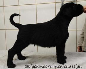 Nyogi von Blackmoore Nyogi von Blackmoore