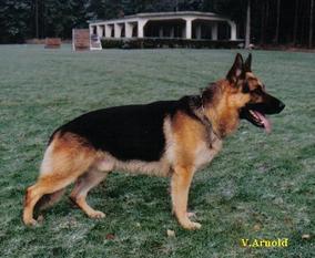 Filou von der Fasanerie Filou von der Fasanerie