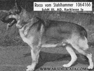 Rocco vom Stahlhammer Rocco vom Stahlhammer