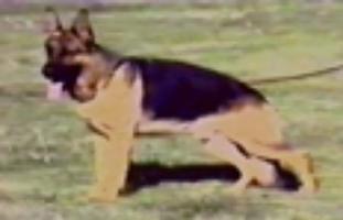 Gorbi von der Wienerau Gorbi von der Wienerau
