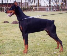 Aspen von Karat Aspen von Karat