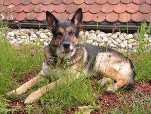 Wolf von der Hilpertswiese Wolf von der Hilpertswiese