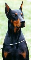 Onyx Royal Bell Onyx Royal Bell