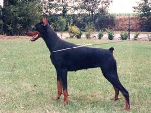 Sade du Clos des Grognards Sade du Clos des Grognards