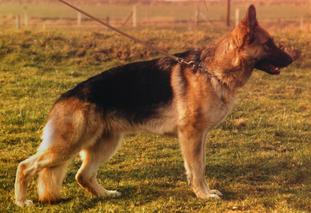 Bambi vom Lummersbach Bambi vom Lummersbach