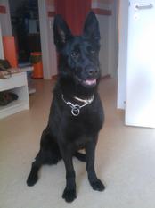Hera vom Champ Hera vom Champ